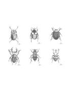 Day Poster Beetles, 6Pcs Sorted White DAY Home