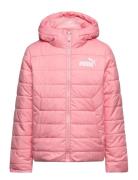 Ess Hooded Padded Jacket Sport Jackets & Coats Puffer & Padded Pink PU...